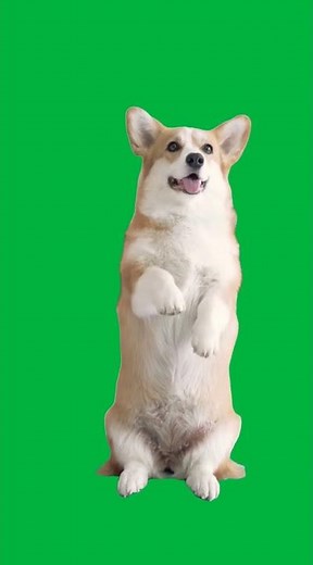 Dog Standing Green Screen