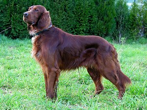 Irish Setter Dog Info, Puppies, Temperament, Mixes, Pictures