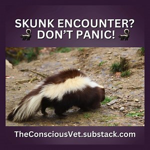 1K views | Skunk encounter? 令 Don’t panic! Check out my step-by-step guide on how to de-skunk your dog and get them smelling fresh again! https://open.substack.com/pub/theconsciousvet/p/how-to-de-skunk-your-dog?r=4fizw&utm_campaign=post&utm_medium=web&showWelcomeOnShare=true #deskunk #skunk #dog #dogcare #dogtips | Dr. Melissa Magnuson, The Conscious Vet | Facebook
