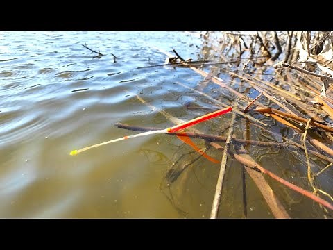 Весна... Крупный карась... ПОПЛАВОК!! Рыбалка и весенний ЖОР на реке
