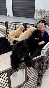 5.7K views · 83 reactions | We recently held our first meet and greet with our sixth Goldendoodle and Labradoodle mix puppies, which was a great success. The puppies are extremely loving and are eager to be loved. They will reach four months of age on November 29th and are currently available for adoption. To learn more, please visit our website at torescue.org or contact us via email at TORescue4650@gmail.com. | ToRescue.org | Facebook