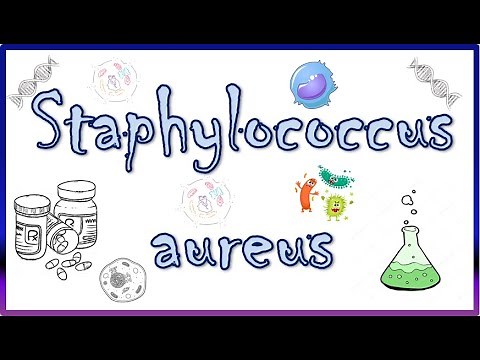 Staphylococcus aureus - Diseases, Clinical Presentation, Virulence Factors, Diagnosis & Treatment