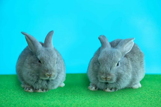 Male vs. Female Rabbits: 3 Key Differences