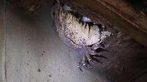 2.8M views · 3.1K shares | Monitor lizards can grow to be as large as 5 feet (1.5 m)—making them very difficult to remove from your home. | National Geographic | Facebook