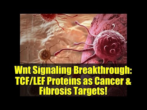 Wnt Signaling Breakthrough: TCF/LEF Proteins as Cancer & Fibrosis Targets!