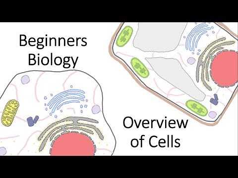 Beginners Biology: Overview of Cells