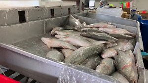16K views · 246 reactions | Australia’s largest barramundi farm says the importing of whole barra from Asia risks introducing disease into local fish populations https://www.abc.net.au/news/rural/2019-08-09/asian-barramundi-whole-fish-imports-biosecurity-concern/11390532?pfmredir=ms | ABC Rural | Facebook