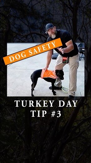 Cranberries vs Xylitol Turkey 🦃 Day Dog Can & Cannots