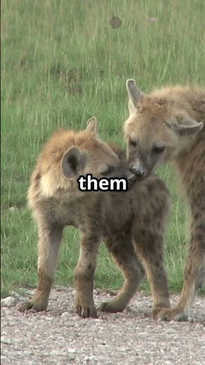 Hyena Facts That Will Blow Your Mind