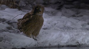 The Elusive Blakiston's Fish Owl | Russia's Nocturnal Hunter | Britannica