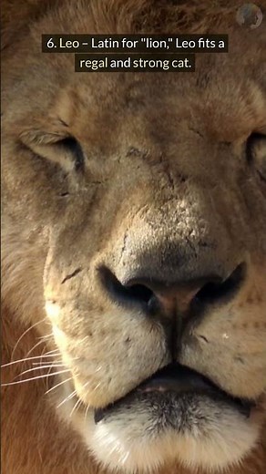 Most Popular Cat Names and What They Mean!