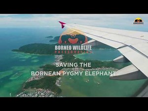 Saving the Borneo Pygmy Elephant with Borneo Wildlife Preservation