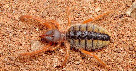 Are Camel Spiders Poisonous or Dangerous?