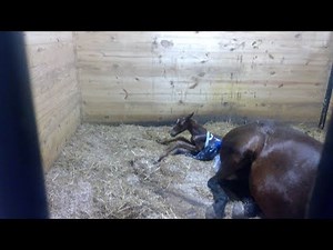 Mare Giving Birth