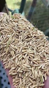 Brown Rice vs White Rice