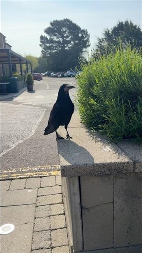 What did the crow 🐦‍⬛ say? #ireland