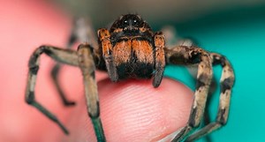 52 Wolf Spider Facts: What You Need To Know - UntamedAnimals