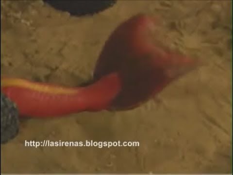 Mermaid Transformation #3