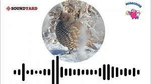 Scaled Quail Call, Scaled Quail Sound and Song Audiogram Version