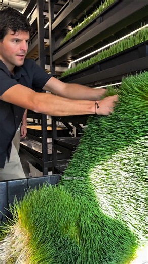 Hydroponic Barley Fodder: The Future Feed Cows Can’t Stop Eating