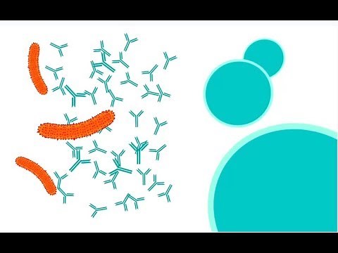 How do vaccines work?