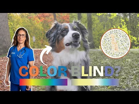 What Colors Can Dogs See? | Dog Vision Explained