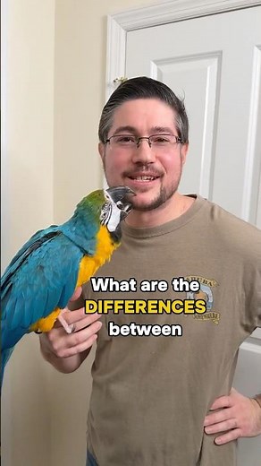 What Are the Biggest Differences Between Macaws and Other Parrots?