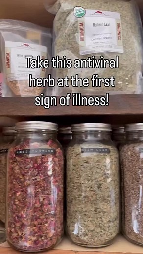 Ingredients 4oz Echinacea Augustifolia (not Echinacea Purpurea 14oz Pure Grain Alcohol 6oz Distilled Water Raw Honey (optional) Directions 1. Add 4oz dried echinacea augustifoia to a quart sized jar 2. Add 14oz Everclear (95% alcohol by volume) and 6oz filtered water 3. Put a cap on, store in a dark place, and shake daily for 4-6 weeks. 4. Strain the tincture through a butter muslin 5. Optionally you can add 1/2 cup of raw honey at this point to improve taste Take 1/2-1 tsp every 2-3 hours (waki