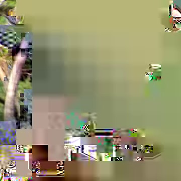 Did you know? Bats are the only flying mammal [VID: Bats are the only flying mammal. A flying squirrel can glide for short distances. But bats are the only true fliers. The wing structure of a bat differs from that of a bird. Birds have feathers projecting back from lightweight, fused arm and hand bones. Bat wings are flexible and relatively short, with membranes stretched between elongated fingers. Their finger bones are very flexible, becoming cartilaginous near the tips so they can bend witho