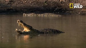 87K views · 1.1K reactions | Pour courtiser les femelles, les crocodiles mâles émettent des sons à basses fréquences, tel un chant d'amour. | Nat Geo Wild France | Facebook