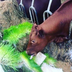 63K views · 3.9K reactions | Are you tired of trying to source quality fodder for your livestock? Grow your own with an Agritom Fodder System. | Agritom Fodder Systems | Facebook