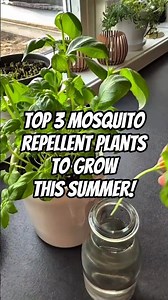 Top 3 Mosquito Repellent Plants That Make Your Home Mosquito Free This Summer 🌱❤