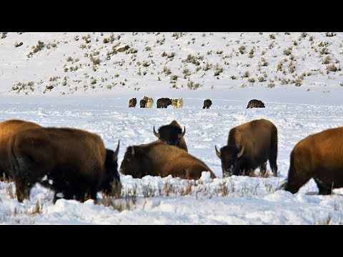 24 Yellowstone Wolves Hunting Bison | Wildlife in 4K | Inspire Wild Media