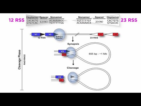 T and B Cell Development: V(D)J Recombination