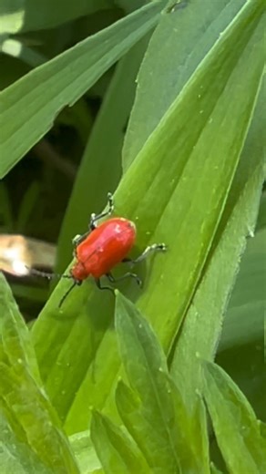Do you know the name of this beautiful beetle? Red beetles are often seen as symbols of passion, transformation, and vitality in folklore. Their vivid color can represent life force, boldness, and the ability to stand out in the world—much like tiny messengers reminding us to embrace our own uniqueness. | I Love Nature