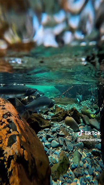 Exploring at Shearwater Cove and i saw this view with these incredible alaska salmon 😍 #alaska #salmon