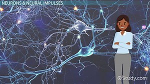 Neural Impulse | Overview, Conduction & Measurement - Video | Study.com
