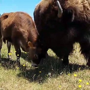 3.7K views · 462 reactions | Little love bugs. ❤ | Lighthouse Farm Sanctuary | Facebook