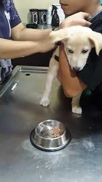 Dog Cries From Vaccination :(