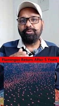 Pink Miracle in Rajasthan | Flamingos Return After 5 Years 🤔 | #shortsfeed #viralvideo