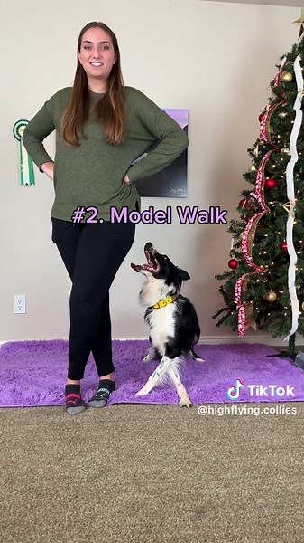 45 Step-by-Step Dog Trick Tutorials for Just $15
