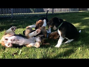 Beagle Puppies Being Hilarious: A Video Full of Laughs!
