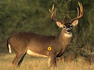 The Do’s and Don’ts of Crossbow Shot Placement on Whitetails