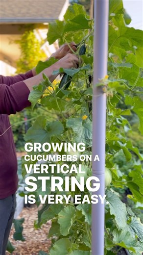 1.4M views · 36K reactions | String trellising cucumbers is very...