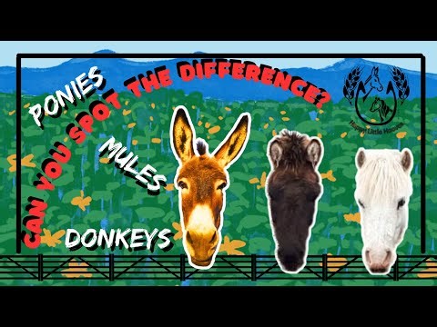 Ponies, Donkeys, and Mules - Can YOU tell the difference?