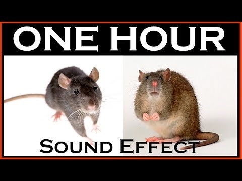 Sound Effects Of Mouse | ONE HOUR | HQ