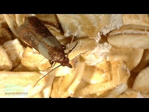 Complete Life Cycle of the Indianmeal Moth