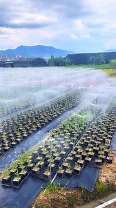 65K views · 648 reactions | RIEGO AUTOMÁTICO POR ASPERSIÓN:...