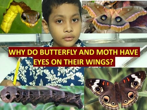 WHY DO BUTTERFLY AND MOTH HAVE EYES ON THEIR WINGS? #camouflage #survival #butterfly #facts
