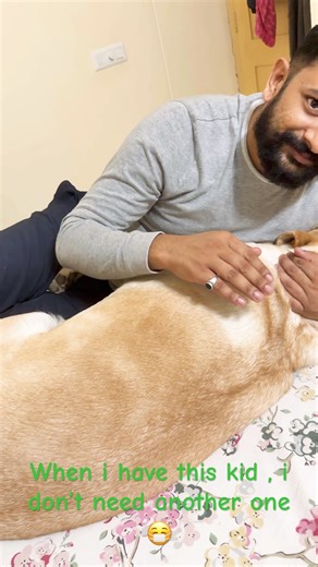 Baby Labrador | cutest kid | #labrador #dog #life #minivlog